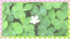 cloverpatchstamp